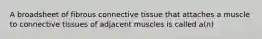 A broadsheet of fibrous connective tissue that attaches a muscle to connective tissues of adjacent muscles is called a(n)