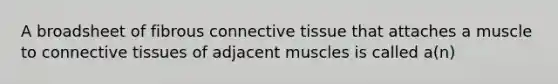 A broadsheet of fibrous connective tissue that attaches a muscle to connective tissues of adjacent muscles is called a(n)