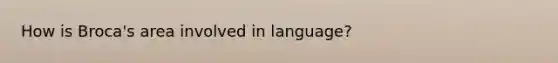 How is Broca's area involved in language?