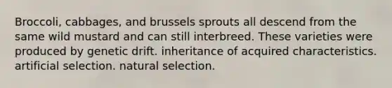 Broccoli, cabbages, and brussels sprouts all descend from the same wild mustard and can still interbreed. These varieties were produced by genetic drift. inheritance of acquired characteristics. artificial selection. natural selection.