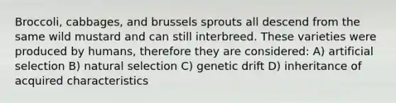 Broccoli, cabbages, and brussels sprouts all descend from the same wild mustard and can still interbreed. These varieties were produced by humans, therefore they are considered: A) artificial selection B) natural selection C) genetic drift D) inheritance of acquired characteristics