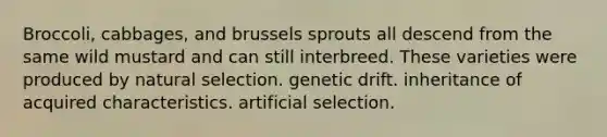 Broccoli, cabbages, and brussels sprouts all descend from the same wild mustard and can still interbreed. These varieties were produced by natural selection. genetic drift. inheritance of acquired characteristics. artificial selection.