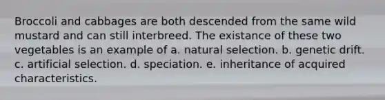 Broccoli and cabbages are both descended from the same wild mustard and can still interbreed. The existance of these two vegetables is an example of a. natural selection. b. genetic drift. c. artificial selection. d. speciation. e. inheritance of acquired characteristics.