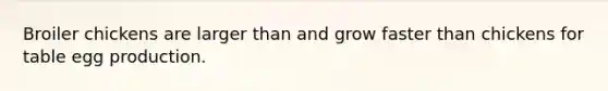 Broiler chickens are larger than and grow faster than chickens for table egg production.