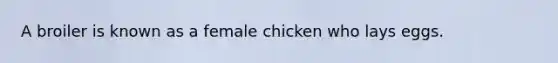 A broiler is known as a female chicken who lays eggs.