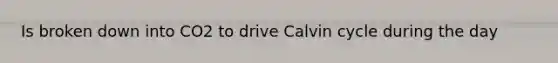 Is broken down into CO2 to drive Calvin cycle during the day