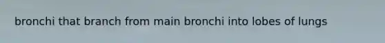 bronchi that branch from main bronchi into lobes of lungs