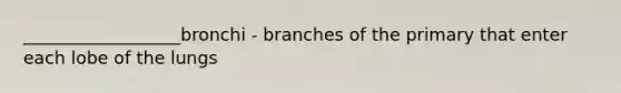 __________________bronchi - branches of the primary that enter each lobe of the lungs