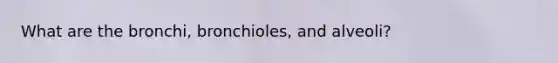 What are the bronchi, bronchioles, and alveoli?