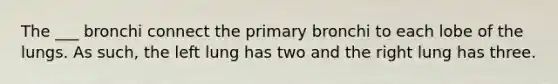 The ___ bronchi connect the primary bronchi to each lobe of the lungs. As such, the left lung has two and the right lung has three.