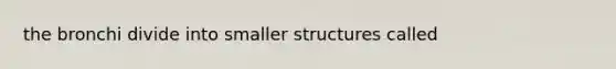 the bronchi divide into smaller structures called