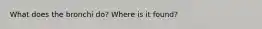 What does the bronchi do? Where is it found?