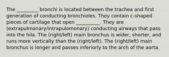 The _________ bronchi is located between the trachea and first generation of conducting bronchioles. They contain c-shaped pieces of cartilage that open __________. They are (extrapulmonary/intrapulomonary) conducting airways that pass into the hila. The (right/left) main bronchus is wider, shorter, and runs more vertically than the (right/left). The (right/left) main bronchus is longer and passes inferiorly to the arch of the aorta.