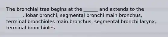 The bronchial tree begins at the ______ and extends to the _______. lobar bronchi, segmental bronchi main bronchus, terminal bronchioles main bronchus, segmental bronchi larynx, terminal bronchioles