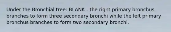 Under the Bronchial tree: BLANK - the right primary bronchus branches to form three secondary bronchi while the left primary bronchus branches to form two secondary bronchi.