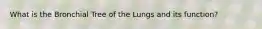 What is the Bronchial Tree of the Lungs and its function?