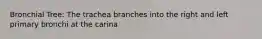 Bronchial Tree: The trachea branches into the right and left primary bronchi at the carina