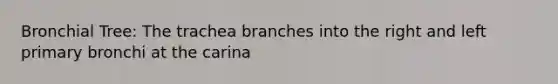 Bronchial Tree: The trachea branches into the right and left primary bronchi at the carina