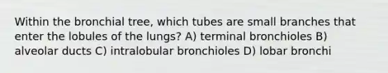 Within the bronchial tree, which tubes are small branches that enter the lobules of the lungs? A) terminal bronchioles B) alveolar ducts C) intralobular bronchioles D) lobar bronchi