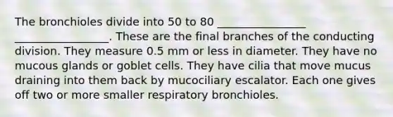 The bronchioles divide into 50 to 80 ________________ _________________. These are the final branches of the conducting division. They measure 0.5 mm or less in diameter. They have no mucous glands or goblet cells. They have cilia that move mucus draining into them back by mucociliary escalator. Each one gives off two or more smaller respiratory bronchioles.