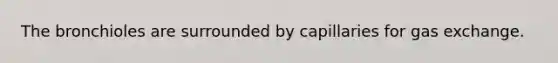 The bronchioles are surrounded by capillaries for gas exchange.