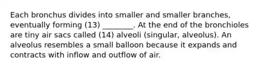 Each bronchus divides into smaller and smaller branches, eventually forming (13) ________. At the end of the bronchioles are tiny air sacs called (14) alveoli (singular, alveolus). An alveolus resembles a small balloon because it expands and contracts with inflow and outflow of air.