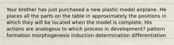 Your brother has just purchased a new plastic model airplane. He places all the parts on the table in approximately the positions in which they will be located when the model is complete. His actions are analogous to which process in development? pattern formation morphogenesis induction determination differentiation