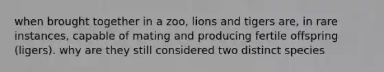 when brought together in a zoo, lions and tigers are, in rare instances, capable of mating and producing fertile offspring (ligers). why are they still considered two distinct species