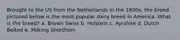Brought to the US from the Netherlands in the 1600s, the breed pictured below is the most popular dairy breed in America. What is the breed? a. Brown Swiss b. Holstein c. Ayrshire d. Dutch Belted e. Milking Shorthorn