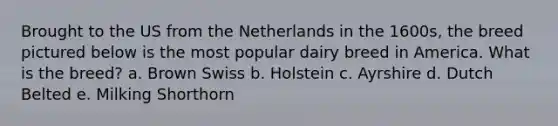 Brought to the US from the Netherlands in the 1600s, the breed pictured below is the most popular dairy breed in America. What is the breed? a. Brown Swiss b. Holstein c. Ayrshire d. Dutch Belted e. Milking Shorthorn