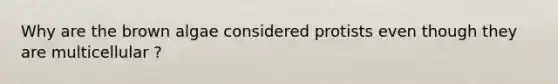 Why are the brown algae considered protists even though they are multicellular ?