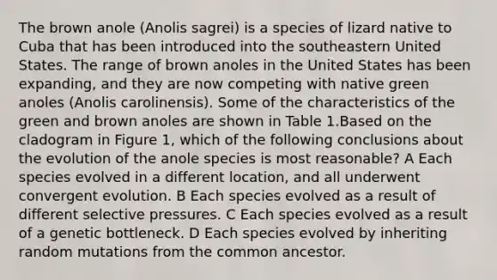 The brown anole (Anolis sagrei) is a species of lizard native to Cuba that has been introduced into the southeastern United States. The range of brown anoles in the United States has been expanding, and they are now competing with native green anoles (Anolis carolinensis). Some of the characteristics of the green and brown anoles are shown in Table 1.Based on the cladogram in Figure 1, which of the following conclusions about the evolution of the anole species is most reasonable? A Each species evolved in a different location, and all underwent convergent evolution. B Each species evolved as a result of different selective pressures. C Each species evolved as a result of a genetic bottleneck. D Each species evolved by inheriting random mutations from the common ancestor.