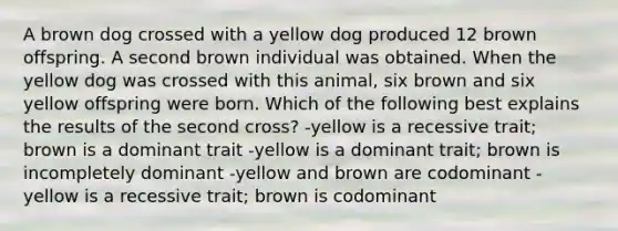 A brown dog crossed with a yellow dog produced 12 brown offspring. A second brown individual was obtained. When the yellow dog was crossed with this animal, six brown and six yellow offspring were born. Which of the following best explains the results of the second cross? -yellow is a recessive trait; brown is a dominant trait -yellow is a dominant trait; brown is incompletely dominant -yellow and brown are codominant -yellow is a recessive trait; brown is codominant