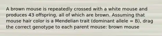 A brown mouse is repeatedly crossed with a white mouse and produces 43 offspring, all of which are brown. Assuming that mouse hair color is a Mendelian trait (dominant allele = B), drag the correct genotype to each parent mouse: brown mouse