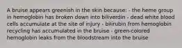 A bruise appears greenish in the skin because: - the heme group in hemoglobin has broken down into biliverdin - dead white blood cells accumulate at the site of injury - bilirubin from hemoglobin recycling has accumulated in the bruise - green-colored hemoglobin leaks from the bloodstream into the bruise