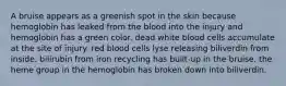 A bruise appears as a greenish spot in the skin because hemoglobin has leaked from the blood into the injury and hemoglobin has a green color. dead white blood cells accumulate at the site of injury. red blood cells lyse releasing biliverdin from inside. bilirubin from iron recycling has built-up in the bruise. the heme group in the hemoglobin has broken down into biliverdin.