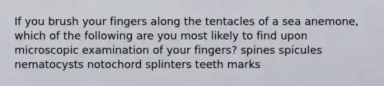 If you brush your fingers along the tentacles of a sea anemone, which of the following are you most likely to find upon microscopic examination of your fingers? spines spicules nematocysts notochord splinters teeth marks