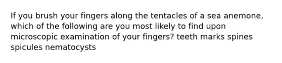 If you brush your fingers along the tentacles of a sea anemone, which of the following are you most likely to find upon microscopic examination of your fingers? teeth marks spines spicules nematocysts