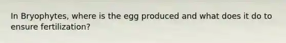 In Bryophytes, where is the egg produced and what does it do to ensure fertilization?