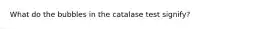 What do the bubbles in the catalase test signify?