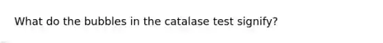 What do the bubbles in the catalase test signify?