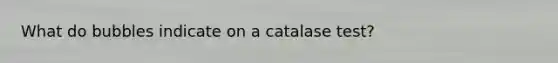 What do bubbles indicate on a catalase test?