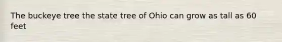 The buckeye tree the state tree of Ohio can grow as tall as 60 feet