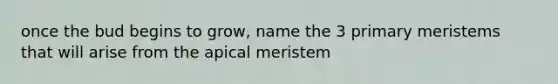 once the bud begins to grow, name the 3 primary meristems that will arise from the apical meristem