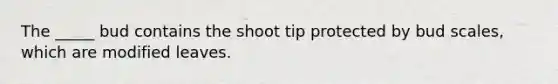 The _____ bud contains the shoot tip protected by bud scales, which are modified leaves.