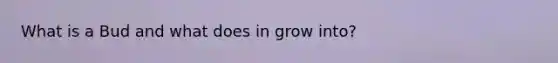 What is a Bud and what does in grow into?