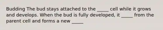 Budding The bud stays attached to the _____ cell while it grows and develops. When the bud is fully developed, it _____ from the parent cell and forms a new _____