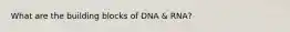 What are the building blocks of DNA & RNA?