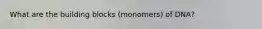 What are the building blocks (monomers) of DNA?