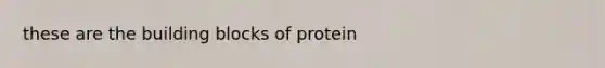 these are the building blocks of protein